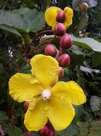 Close-up of yellow flowers