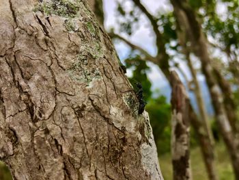 Close-up of insect on tree trunk