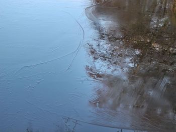 Reflection of trees in water