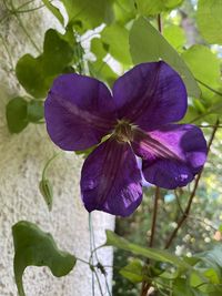 Close-up of purple flowering plant