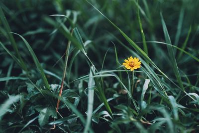 Close-up of yellow flowering plant on field