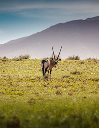 Oryx in a field