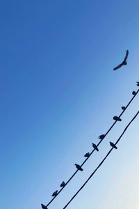 Low angle view of birds flying against clear blue sky