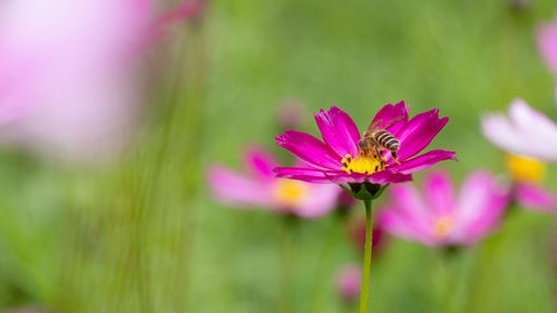 Close-up of pink cosmos flower