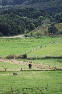 Cows grazing on field