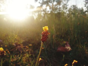 Close-up of yellow flowering plant on field