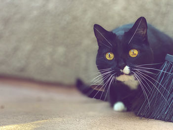 Close-up portrait of black cat