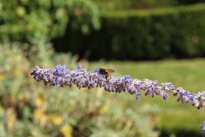 Close-up of bee on purple flowers