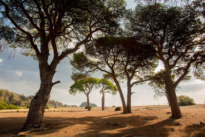 Trees on landscape against sky
