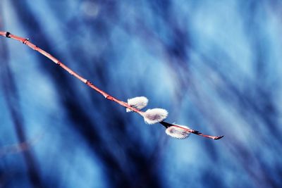 Close-up of white flowering plant against blue sky