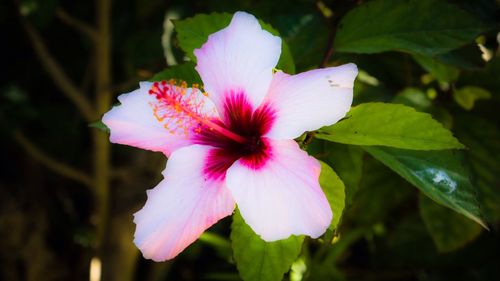 Close-up of pink flowers