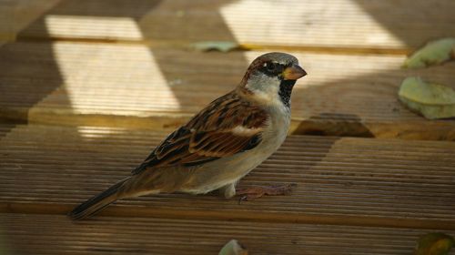 Bird perching on wood