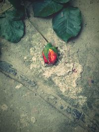 Close-up of red leaves