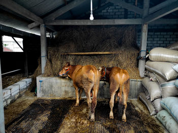 Cows in stable