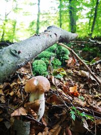 Close-up of mushroom growing on field