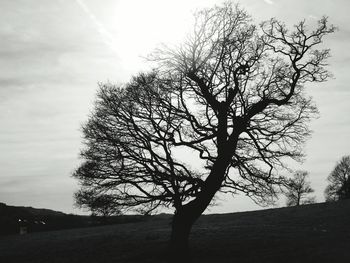 Low angle view of bare trees against sky