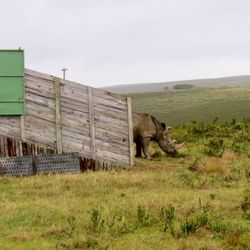 View of an animal on landscape