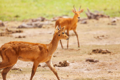 Deer standing on a land