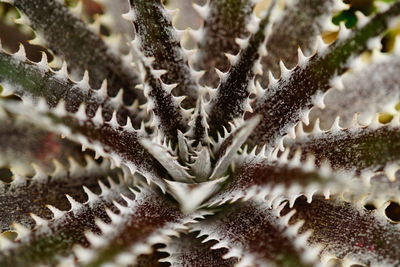 Full frame shot of plants in container