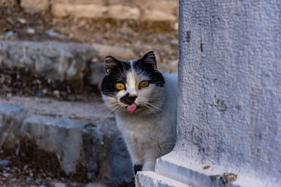 Portrait of cat on concrete wall