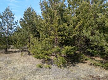Pine trees in forest