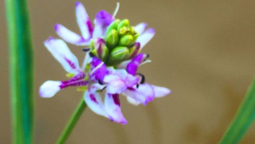 Close-up of purple flowers blooming outdoors