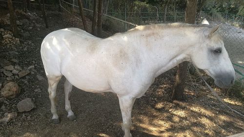 White horse standing on field