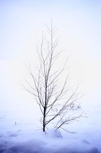 Bare tree against sky during winter