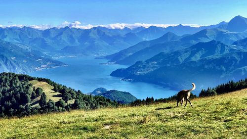 View of a horse on field against mountain range