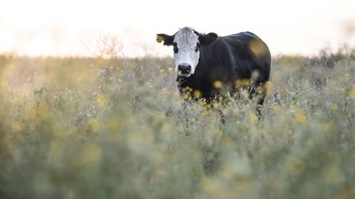 Close-up of cow standing on field