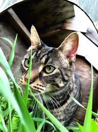 Close-up portrait of a cat