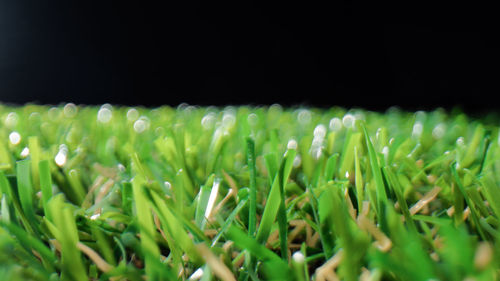 Close-up of fresh green leaves against black background