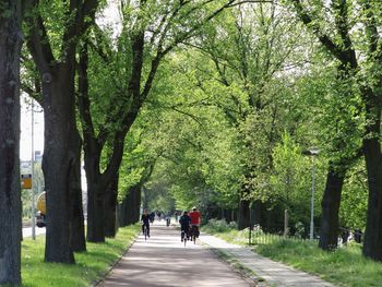 People walking on footpath in park