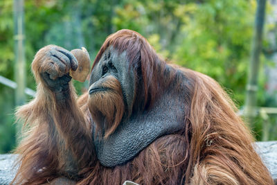 Orangutan ape eating fruits with blurred background 