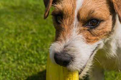 Close-up portrait of dog
