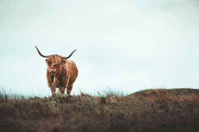 Giraffe on field against sky