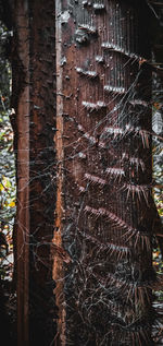 Full frame shot of tree trunk in forest