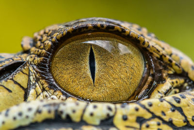 The close up of crocodille eye