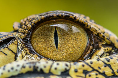 Close-up of butterfly