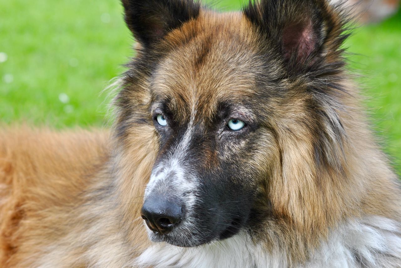 animal themes, mammal, one animal, no people, close-up, outdoors, portrait, day, dog, domestic animals, pets, nature