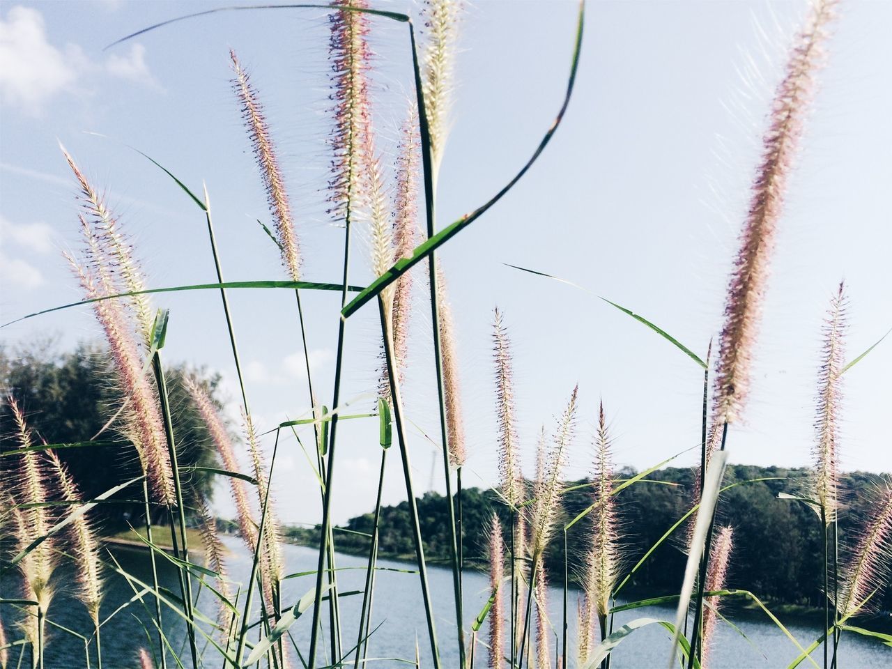 CLOSE-UP OF REED GRASS AGAINST LAKE