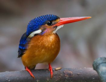 Close-up of bird perching outdoors