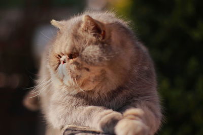 Close-up of a cat