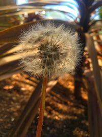 Close-up of dandelion flower