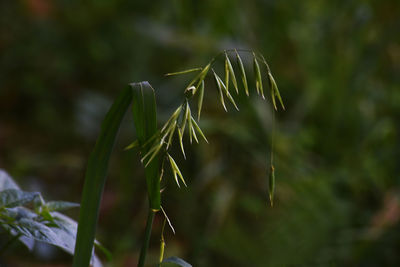 Close-up of plant on field