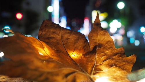 Close-up of maple leaves on illuminated during night