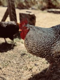 Close-up of rooster on land