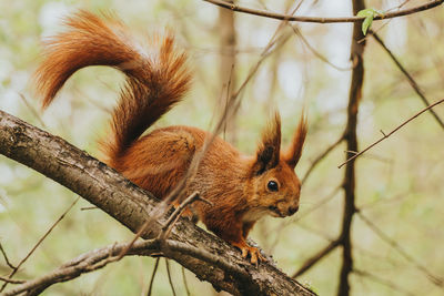 Close-up of squirrel on tree