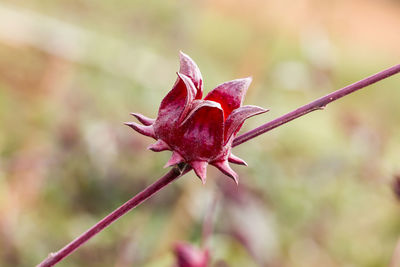 Close-up of red flowering plant