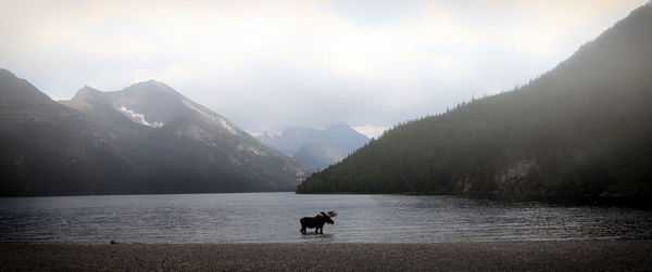 Silhouette moose in lake against sky